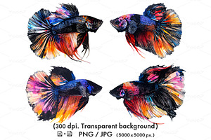 Betta fish or Siamese fighting fish, an Animal Illustration by yod67