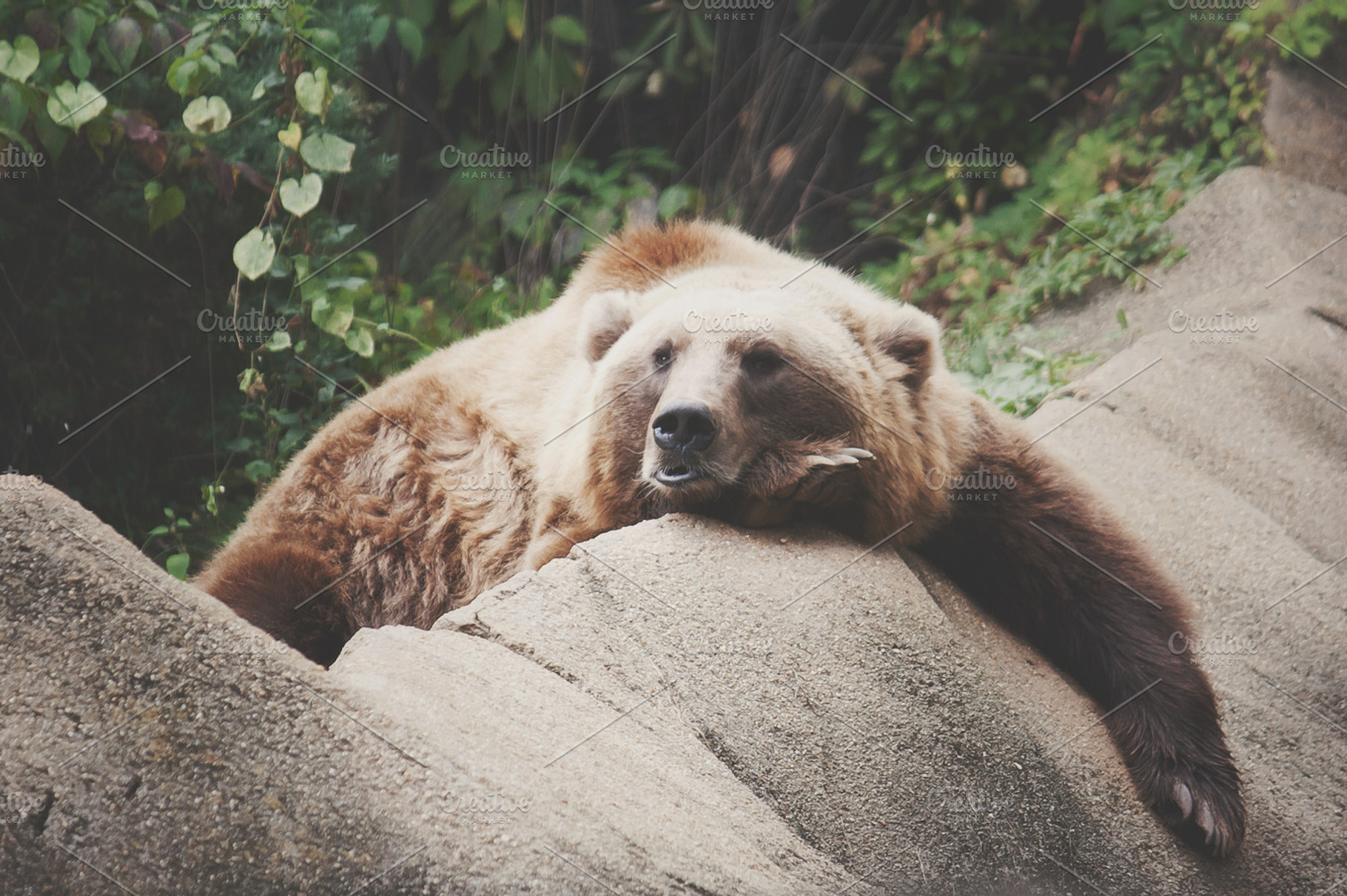 Lazy The Bear