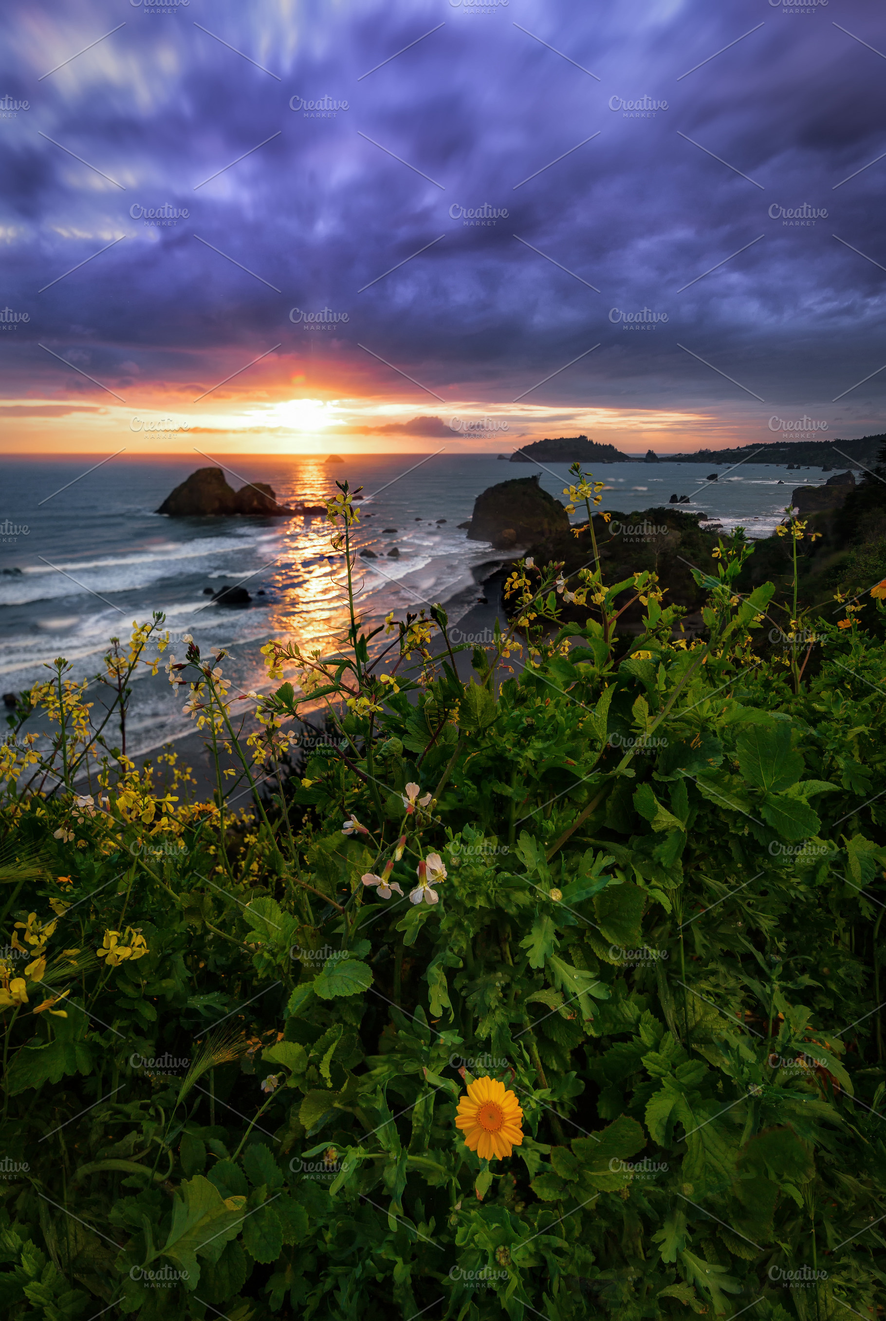 Wildflowers at sunset featuring flower, flowers, and wild, a Nature Photo by Jeff Schwartz Photography