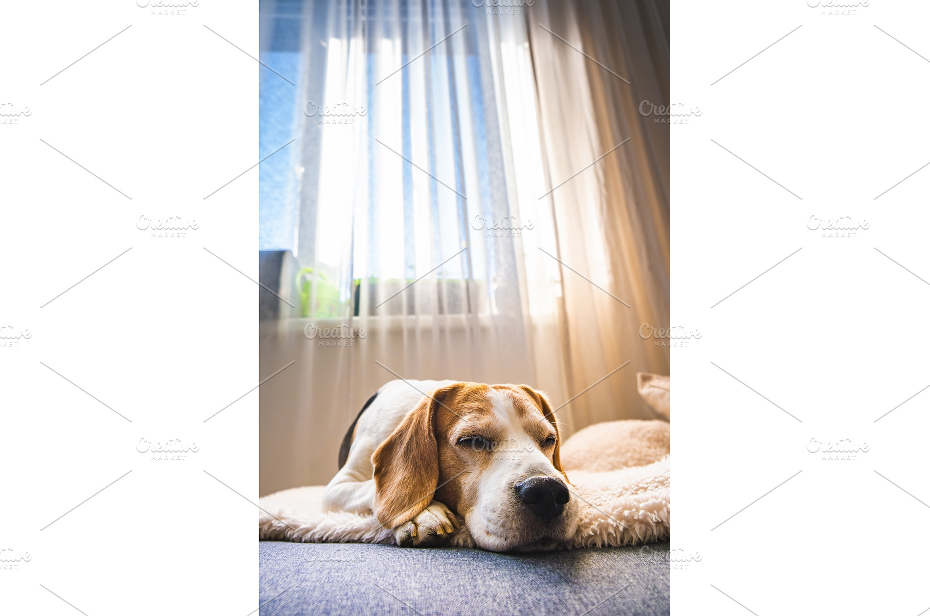 Beagle dog sleeping peacefully by, an Animal Photo by MadPhotos