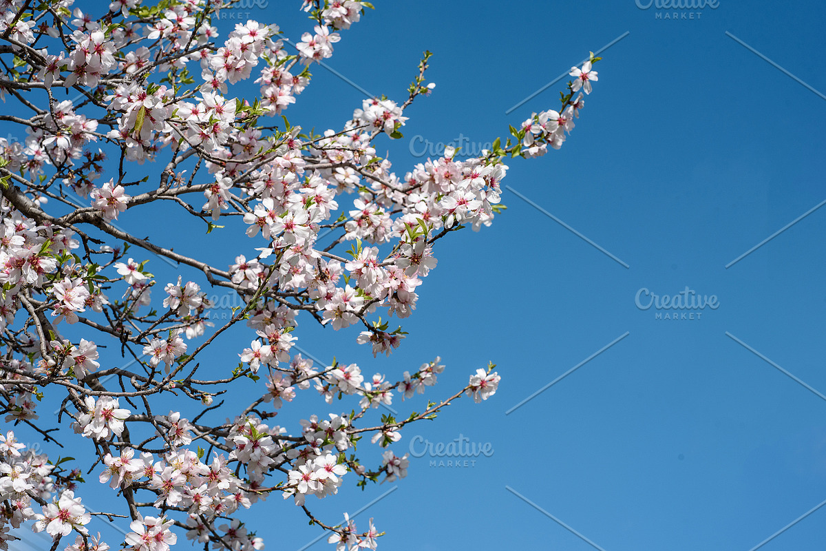 Blossoming almond trees, a Nature Photo by Fruits+Veggies (Photo 8 of 17)