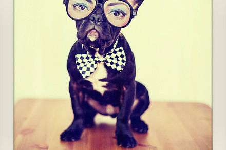 Dogs in glasses stock picture