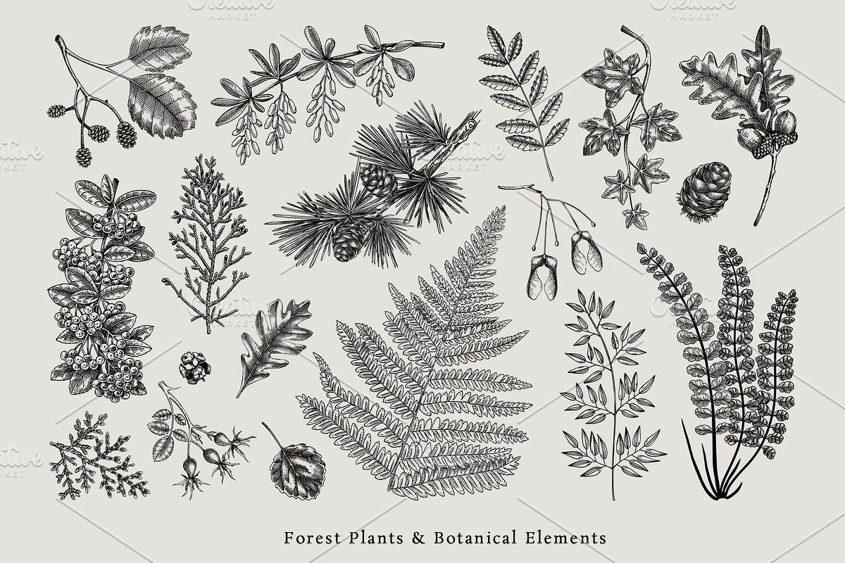 Vintage Forest Illustrations Set, an Object Graphic by Yevheniia (Photo 3 of 7)