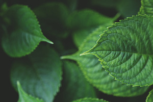 Green Leaves