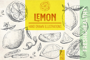Lemon. Hand drawn ink illustrations