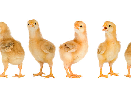 Collage with cute little chickens, an Animal Photo by José Manuel Gelpi