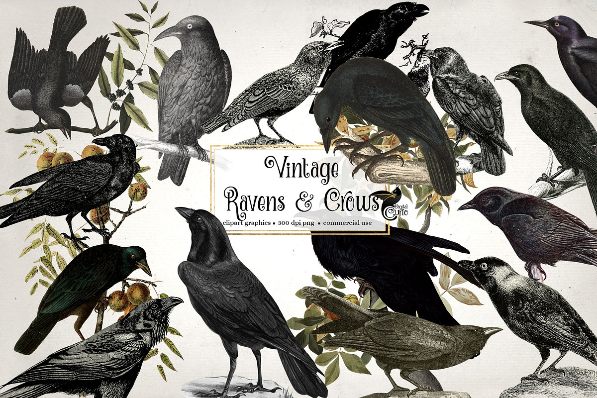 Vintage Ravens and Crows Clipart, an Illustration by Digital Curio (Photo 1 of 4)