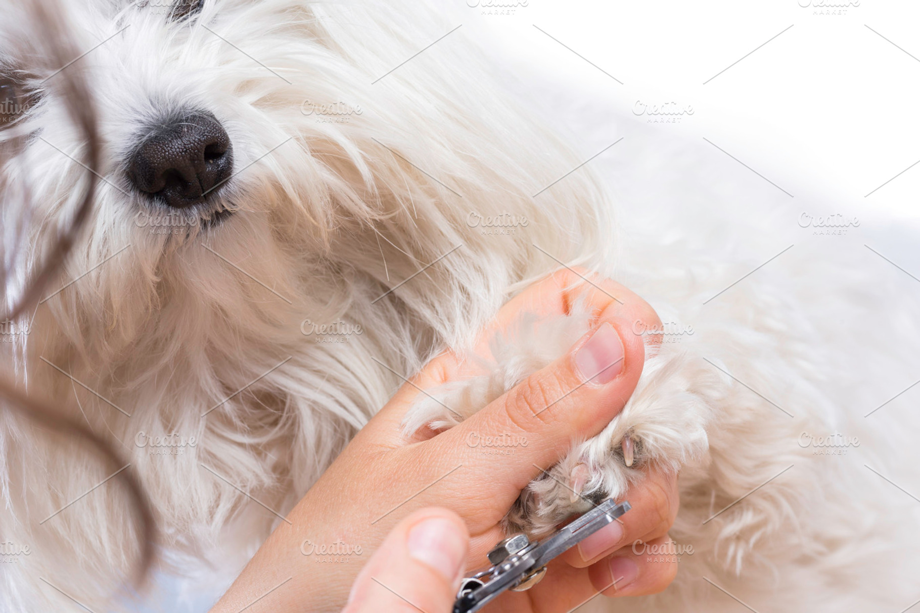 Pet care containing maltese, aesthetics, and animal, an Animal Photo by Josfor photos
