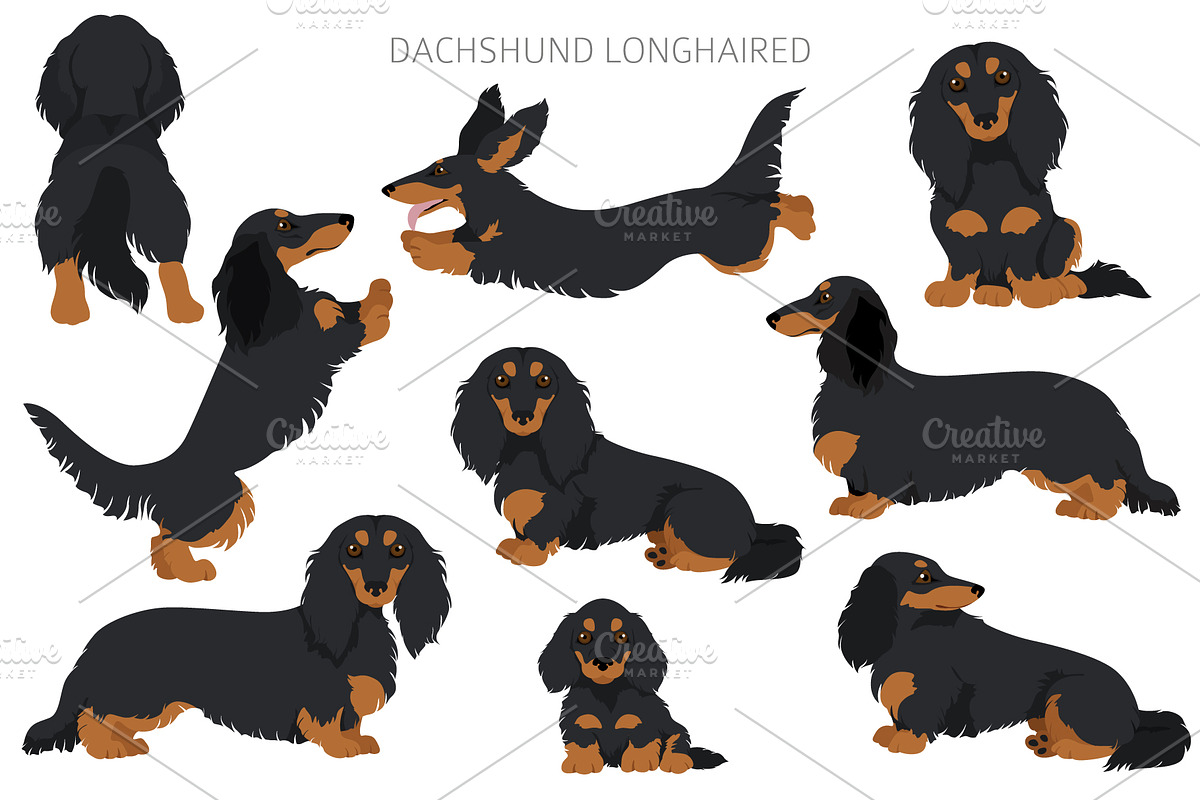 Dachshund longhaired clipart, an Animal Illustration by pet design shop (Photo 6 of 10)
