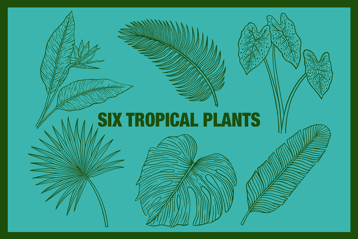 Vintage Tropical Flora Illustrations, an Object Illustration by Jaclyn Caris (Photo 6 of 15)