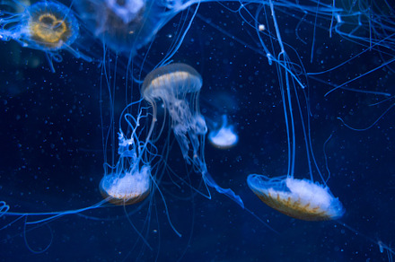Jellyfish floating in the deep ocean, a Nature Photo by GoodGoods