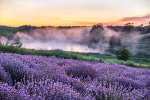 Colorful flowering lavandula or lave, a Nature Photo by Volff