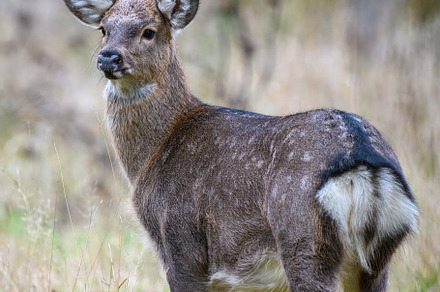 Majestic female deer stag in forest. Animal in nature habitat. W, an Animal Photo by Byrdyak