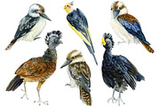 Tropical Birds, Watercolor painting, an Animal Illustration by Hanna Hryharenka (Thumbnail 7 of 13)