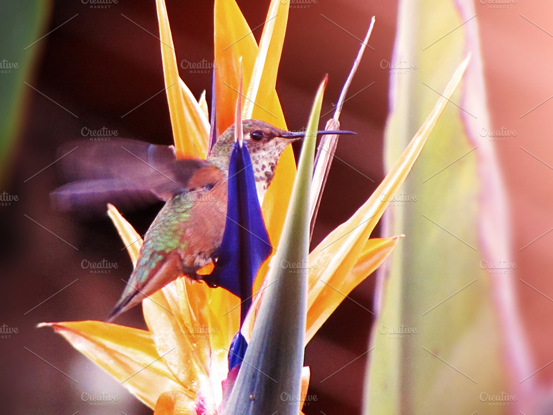 Hummingbird Bird of Paradise nectar, an Animal Photo by xxDeadPixels