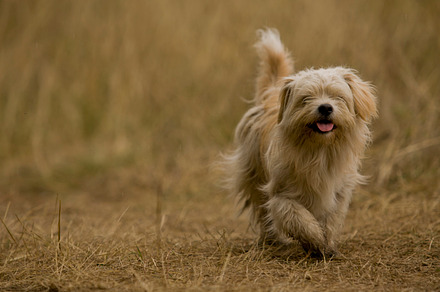 Dog walks stock photo containing dog and animal preview 6