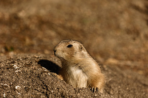 Prairie dog peeking out with a curio, an Animal Photo by Perpis