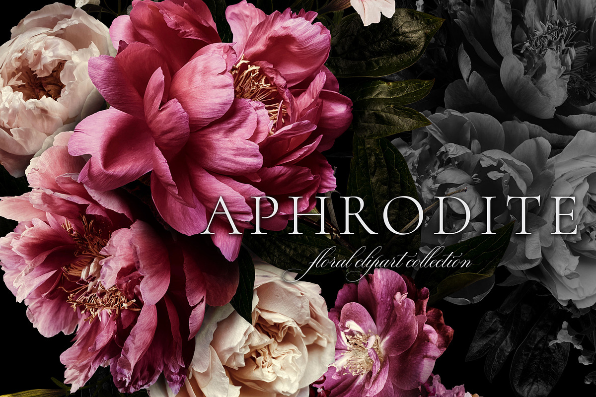 Aphrodite Floral Clip Art Collection, an Object Graphic by Eclectic Anthology (Photo 1 of 13)