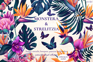 Monstera and Strelitzia watercolor