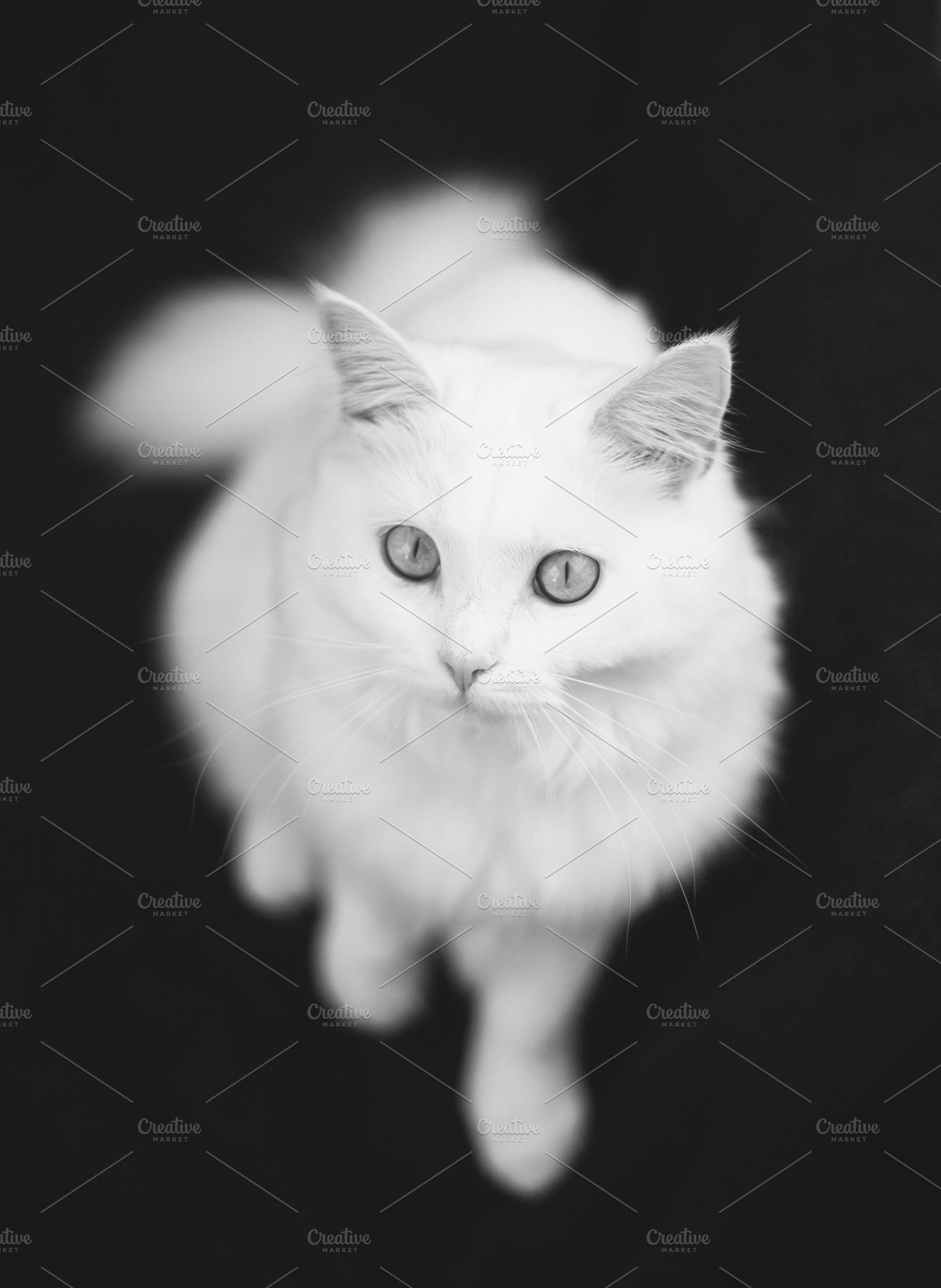 Kitty In The Studio