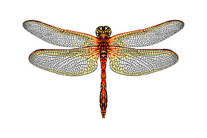 Dragonfly