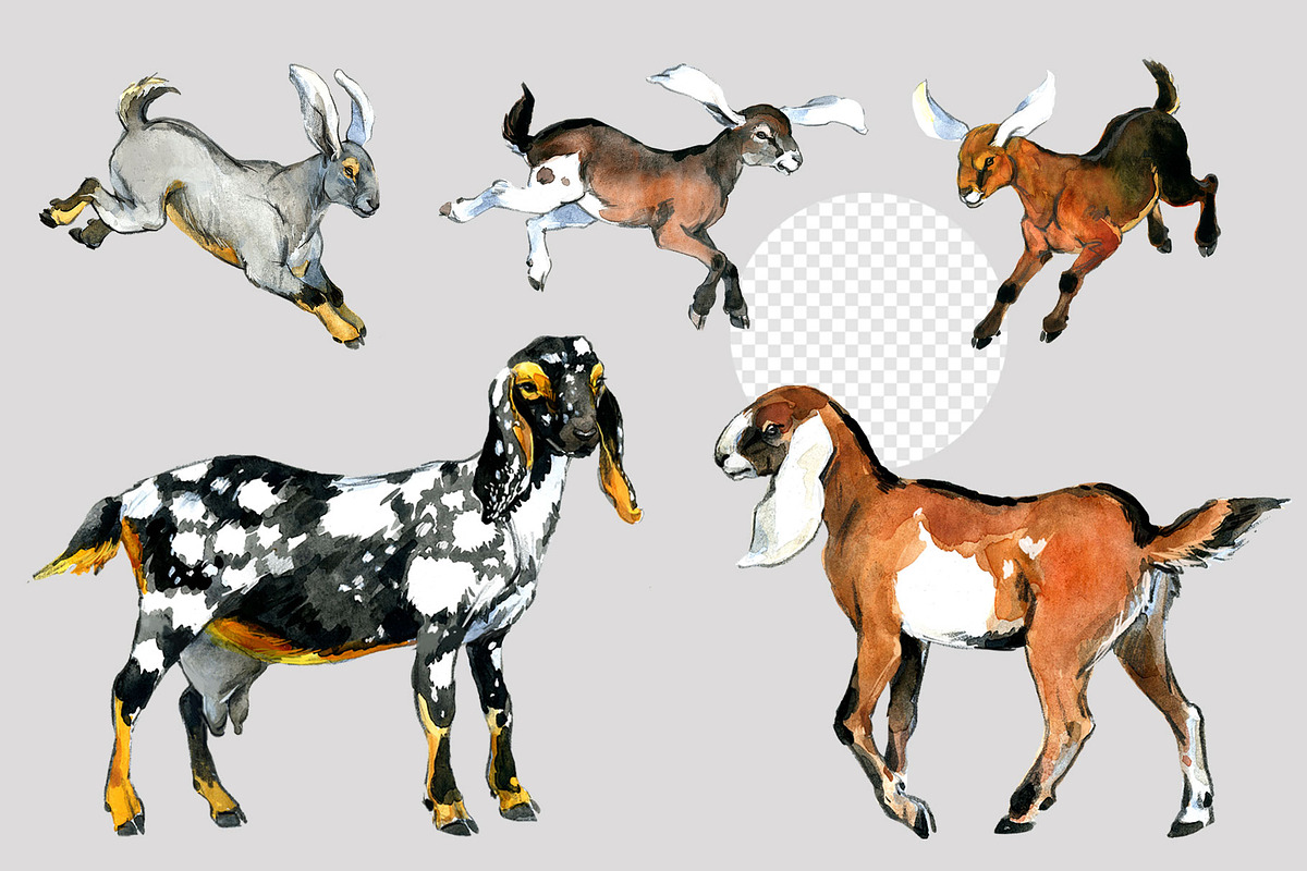 Anglo Nubian Goats: 16 Illustrations, an Animal Illustration by FineArt (Photo 4 of 6)
