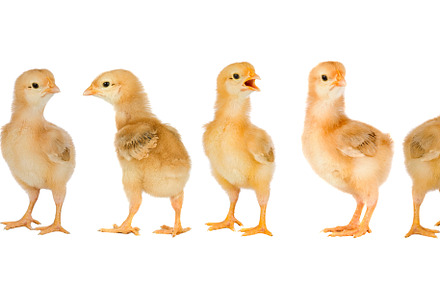 Collage with cute little chickens, an Animal Photo by José Manuel Gelpi