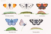Watercolor butterflies, an Illustration by Green_leaf_17 (Thumbnail 5 of 6)