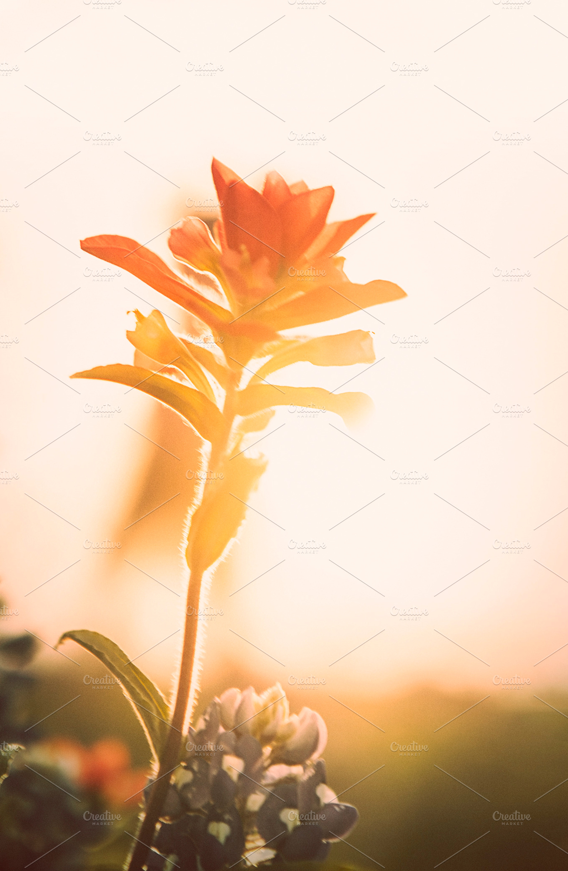 Indian Paintbrush At Golden Hour