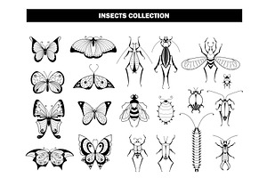 Insect Collection. Butterfly Beetle