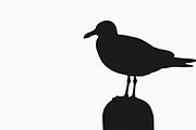 Bird Silhouette design bundle, an Illustration by BIPLOB EXPERT (Thumbnail 8 of 13)