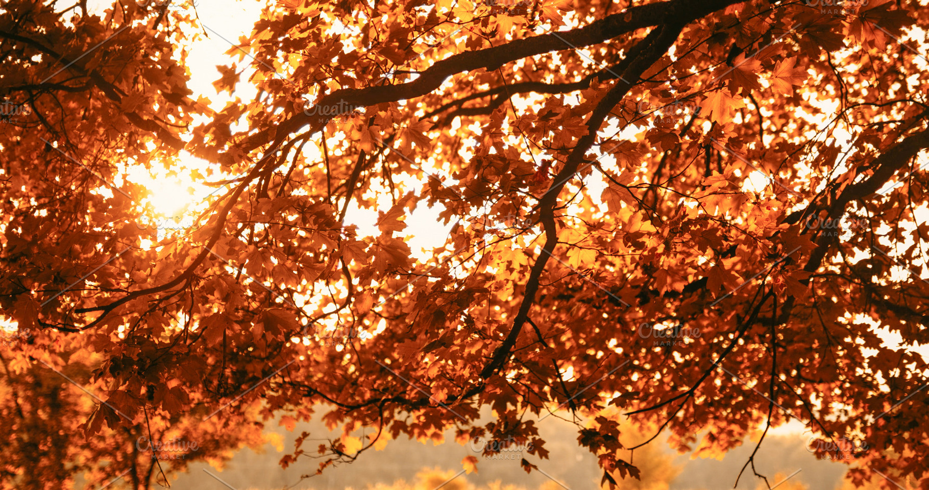 Golden autumn background forest branch leaves, a Photo by Photo Drive Studio