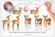 Watercolour Deer Collection, an Animal Illustration by Tommy & Tilly Design (Thumbnail 2 of 3)