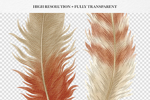 Feathers Watercolor Clipart