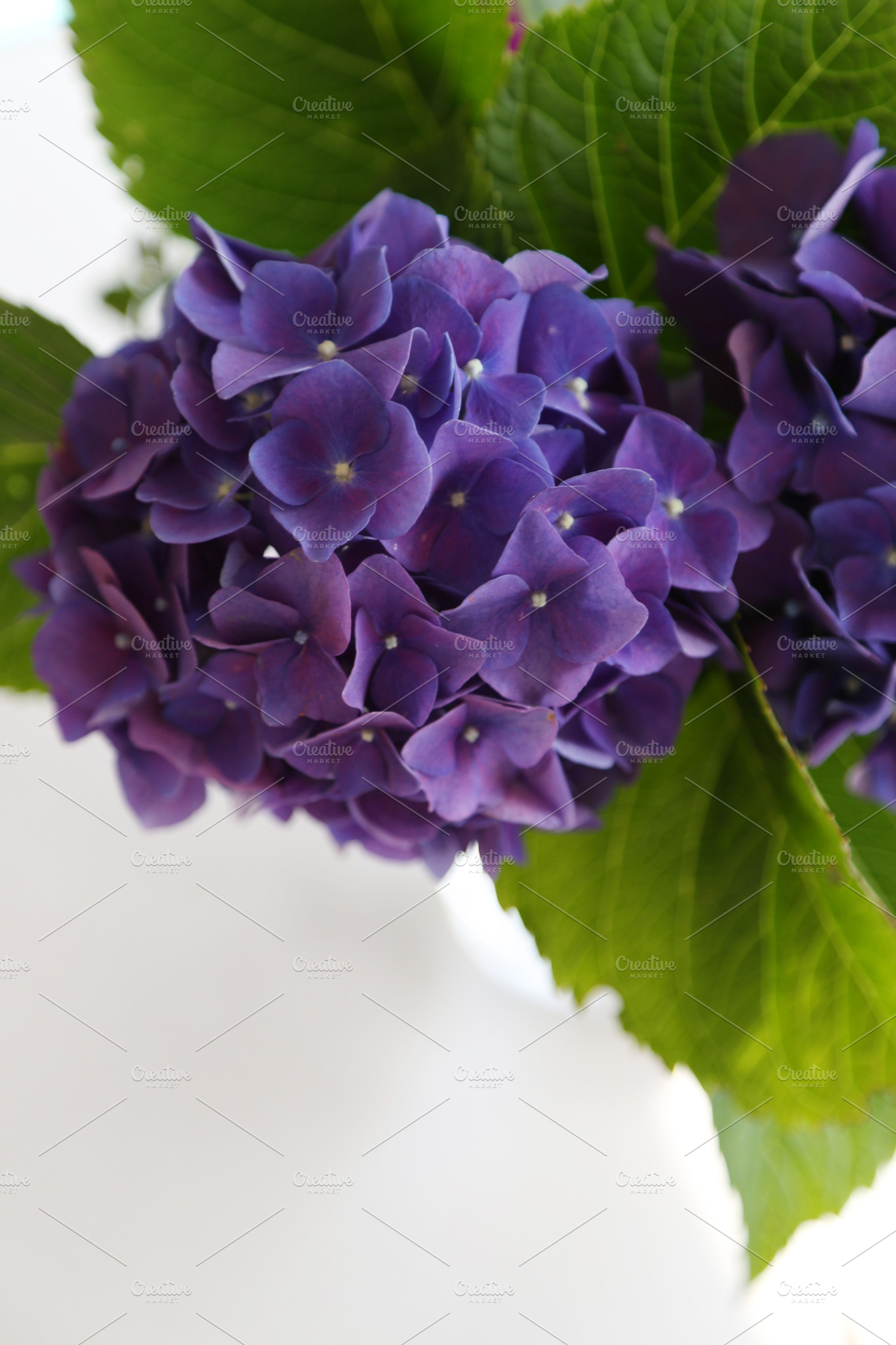 Hydrangeas in a glass jar containing flowers, cut flowers, and jar, a Nature Photo by lisap