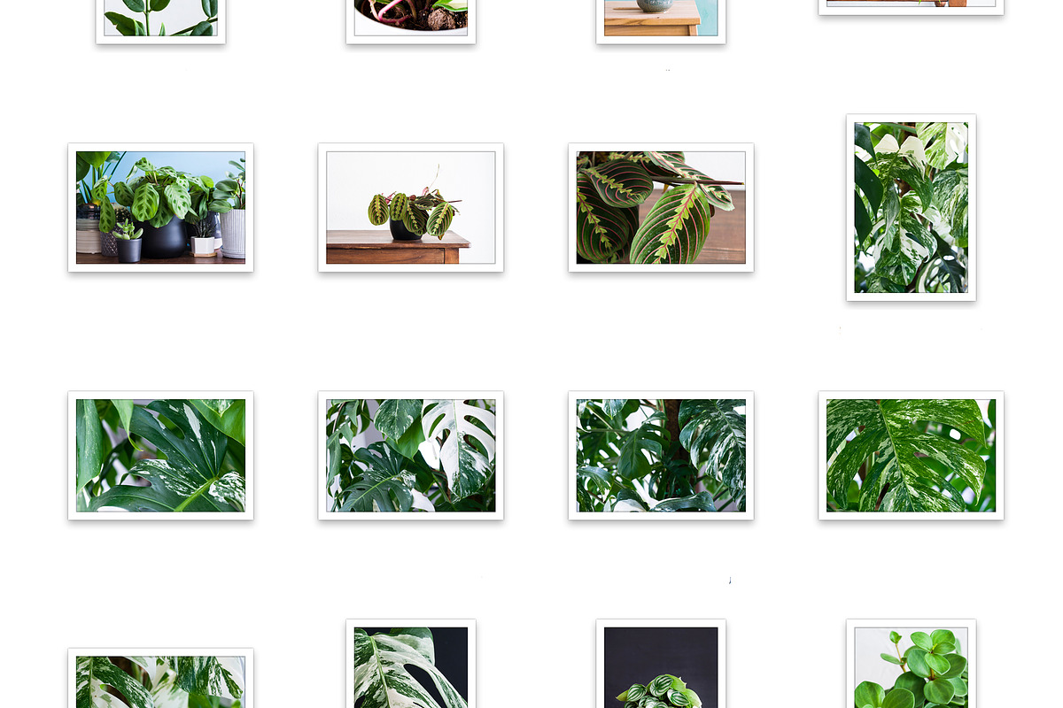 Little Jungle Image Bundle 1, a Nature Photo by Lum3n (Photo 3 of 3)