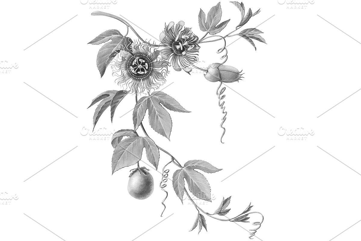 Passion Flower Pencil Illustration, an Illustration by Anna Repp Illustration (Photo 5 of 7)