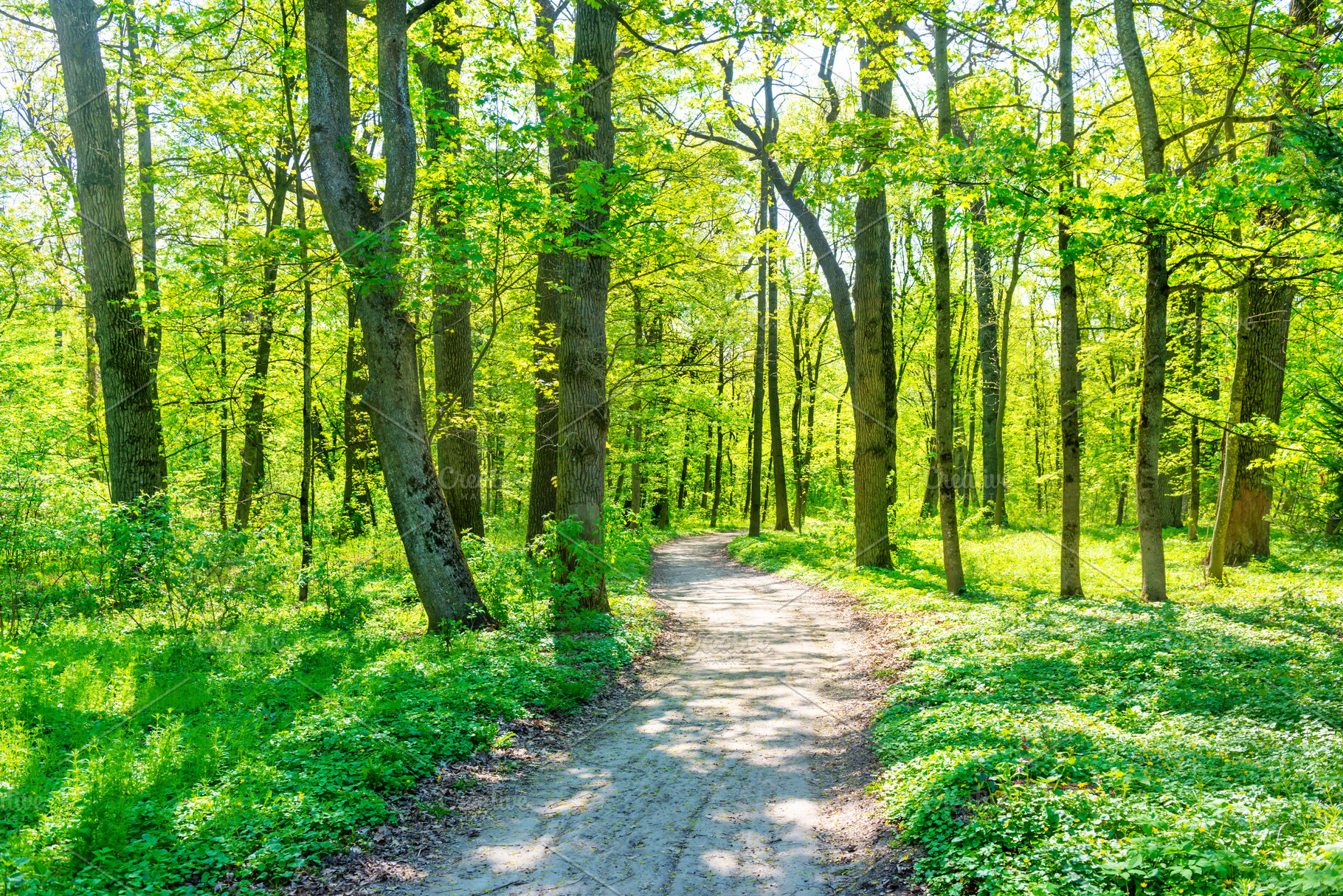 Green forest with spring trees, a Nature Photo by Vapi