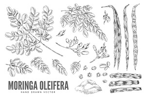 Black and white sketch of branches, a Food Illustration by Sabelskaya