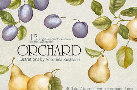 Orchard fruit. Pears and plums, an Illustration by RushkinaAntonina