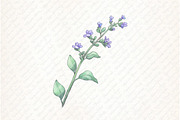 Wild Floral Clipart, Wild Floral png, an Illustration by Watercolor design (Thumbnail 7 of 12)