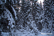 Winter forest landscape, an Illustration by Countryside life (Thumbnail 6 of 7)