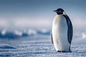 Penguin standing alone on ice, a Photo by Beautiful things