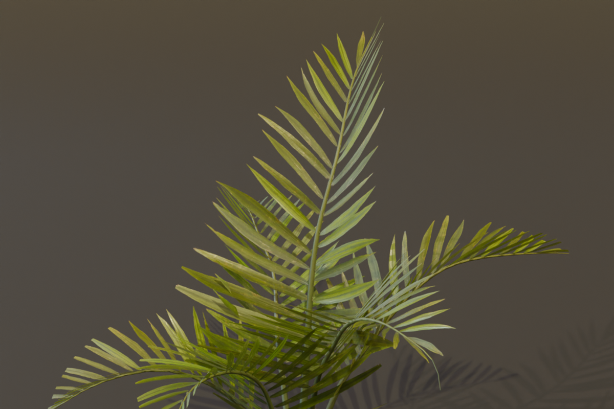 The Alexandra Palm Bush, a Plants & Tree 3D Model by FuturePastCreatives (Photo 6 of 15)