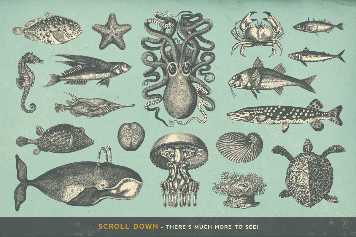 SALE! 100 Sealife Illustrations, an Animal Illustration by Anja Kaiser (Photo 3 of 6)