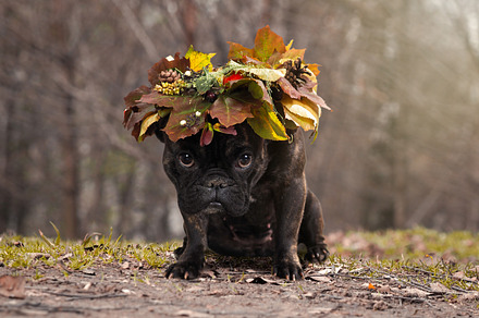 dog sitting outdoors wearing an autumn leaves wreath