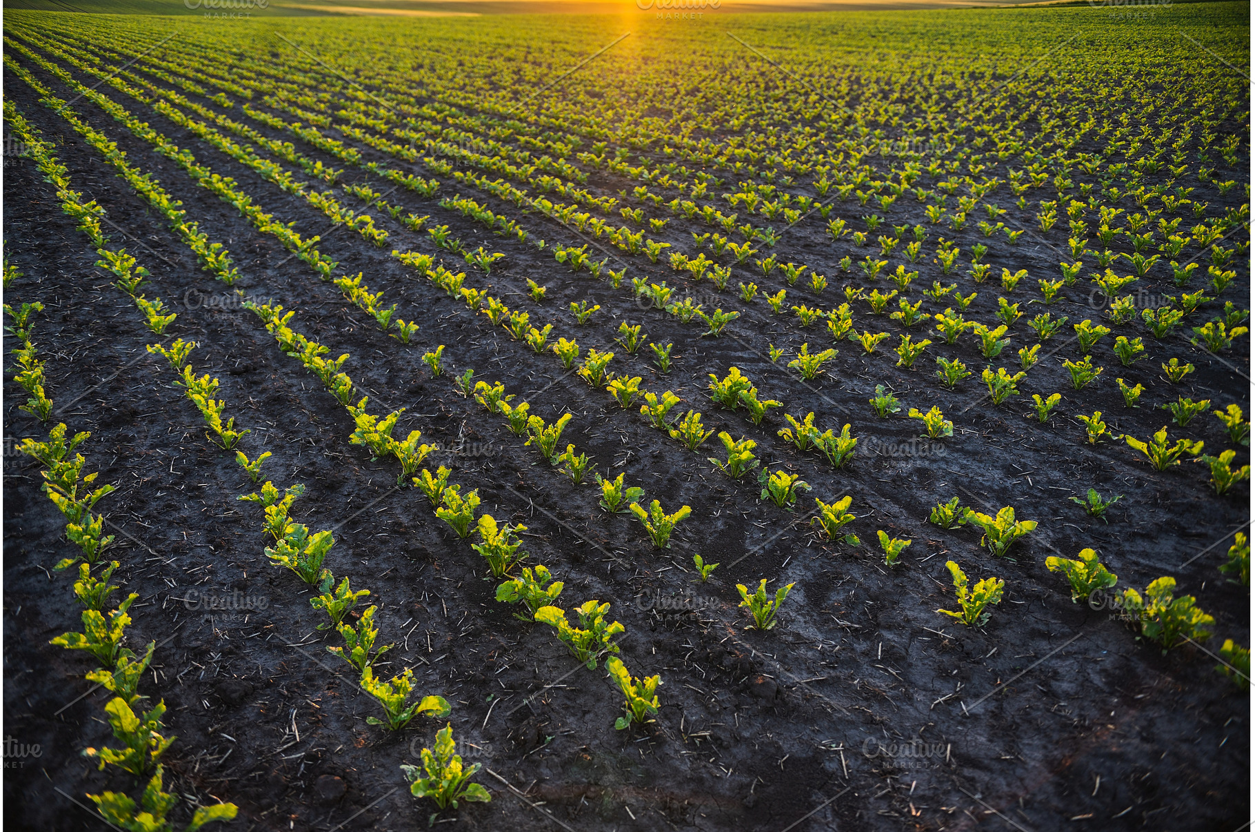 Beetroot field at golden hour in, a Nature Photo by volodymyrshtun13795