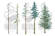 Forest Watercolor Woods Pine Tree, an Illustration by NKTKNS (Thumbnail 2 of 7)