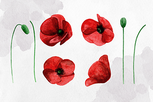 Poppy. Watercolor Floral Clipart