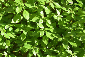 Background detail of green leaves of parietaria plant, an Abstract Photo by Davizro's Market